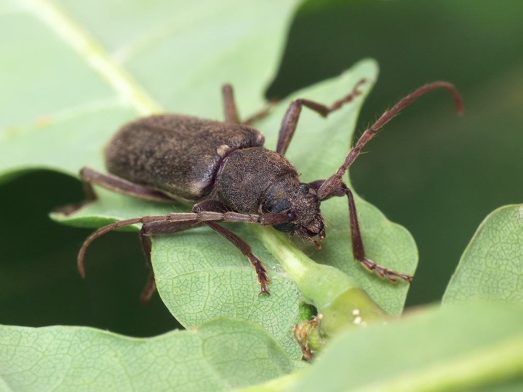 Trichoferus campestris (Faldermann, 1835)